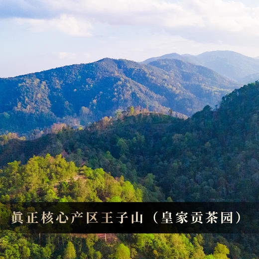 12月13日上午9点【积分兑换价：198元+100积分】【曼松熟茶】2013年头春曼松王子山古树普洱熟茶饼 献给追求高端熟茶茶友的豪礼！ 357克/饼 商品图6