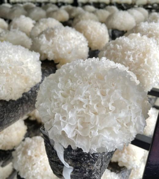 药食同源，姚淑先本草有机银耳一朵鲜耳仅萃6g精华，36倍高泡发率，吸收12种草本精华，免洗免泡发，60天自然生长，吸收本草精华，保留银耳原始的味道，银耳多糖达到48%。 商品图9