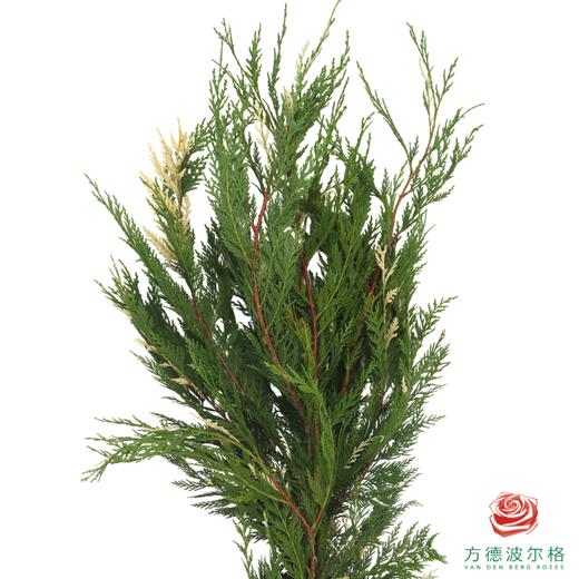 金线柏 商品图0