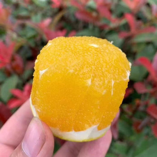 云南当季农家新鲜薄皮冰糖橙 商品图2