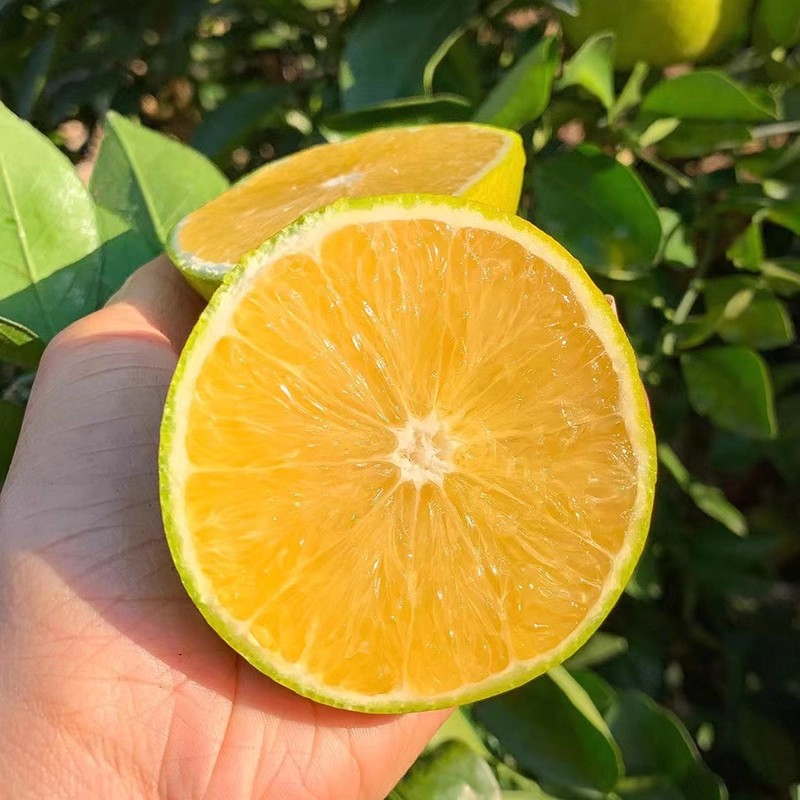云南当季农家新鲜薄皮冰糖橙
