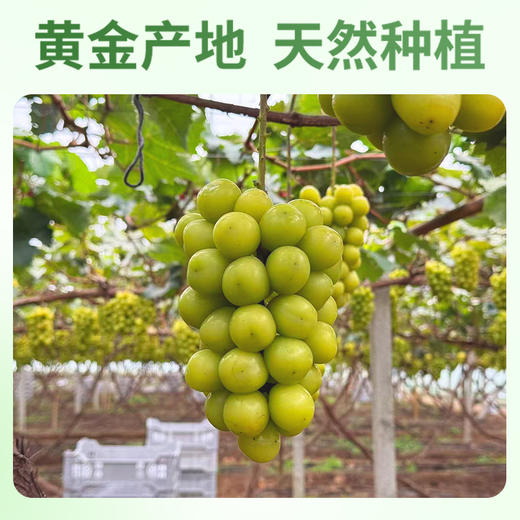 【顺丰快递】辽营黄金产地阳光玫瑰 粒大脆甜  甜度18+ 满口玫瑰香 满口浓郁玫瑰香 - ABYQ 商品图4