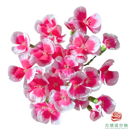 多头康乃馨-花葵 10枝一扎 商品图1