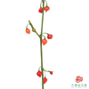 迷你辣椒 商品缩略图1