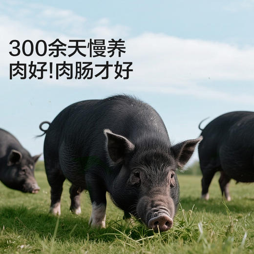 【宝宝馋了】92%黑猪肉肠儿童火腿烤肠，送12月龄宝宝辅食食谱 商品图1