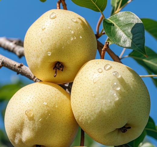 新疆天山雪梨 商品图2