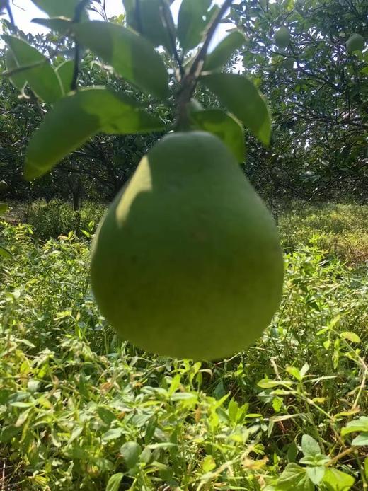 中华药柚 高山老树小柚子「土柚子」
纯生态喔！按实际重量多退少补 商品图3