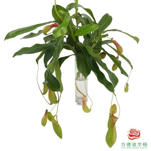 猪笼草 商品图0