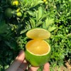 云南当季农家新鲜薄皮冰糖橙 商品缩略图3