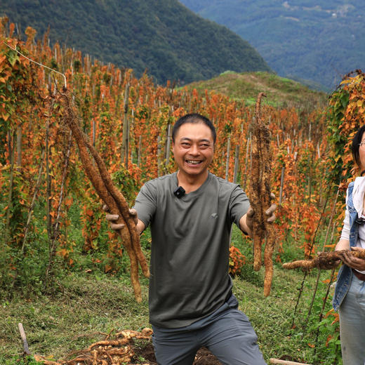 【5斤送100g鲜当归】有机糯山药 | 3斤/5斤 粉糯清甜 生态种植 雅安宝兴【每周一三五发货】 商品图7