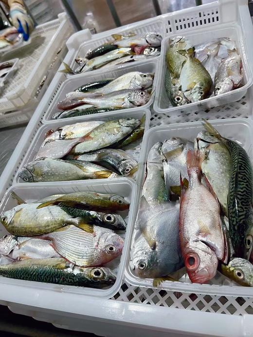 新鲜处理好的海杂鱼【实惠美味！必入款】 商品图2