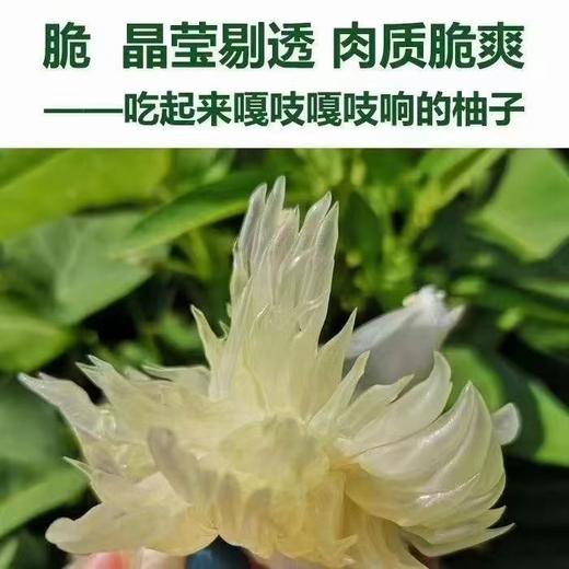 中华药柚 高山老树小柚子「土柚子」
纯生态喔！按实际重量多退少补 商品图0