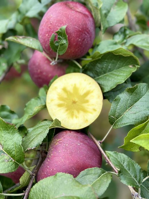 云南南诏冰糖心生态丑苹果 不套袋自然生长 果味浓郁 黄金酸甜比 汁多爽脆 商品图10