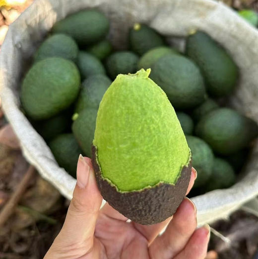 云南哈斯牛油果 新鲜采摘、成熟后香滑细腻 ，直接吃或制作各种风味的轻食碰撞无数组合，备受热爱生活健康饮食的朋友喜欢。 商品图2