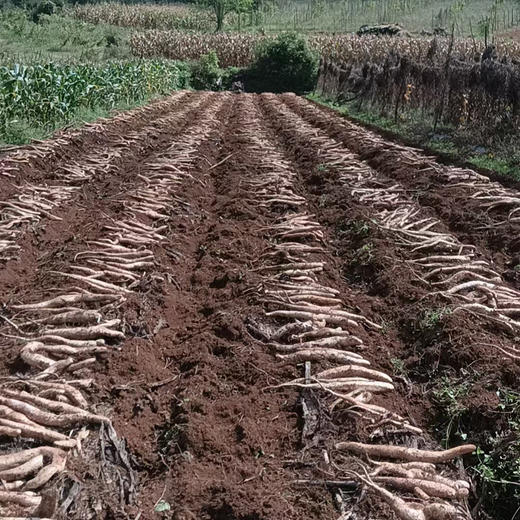 有机牛尾巴山药 4.4斤 商品图9