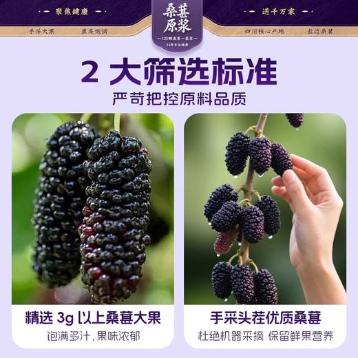劲家庄100%桑葚原浆600ML/盒（30ML*20） 商品图3