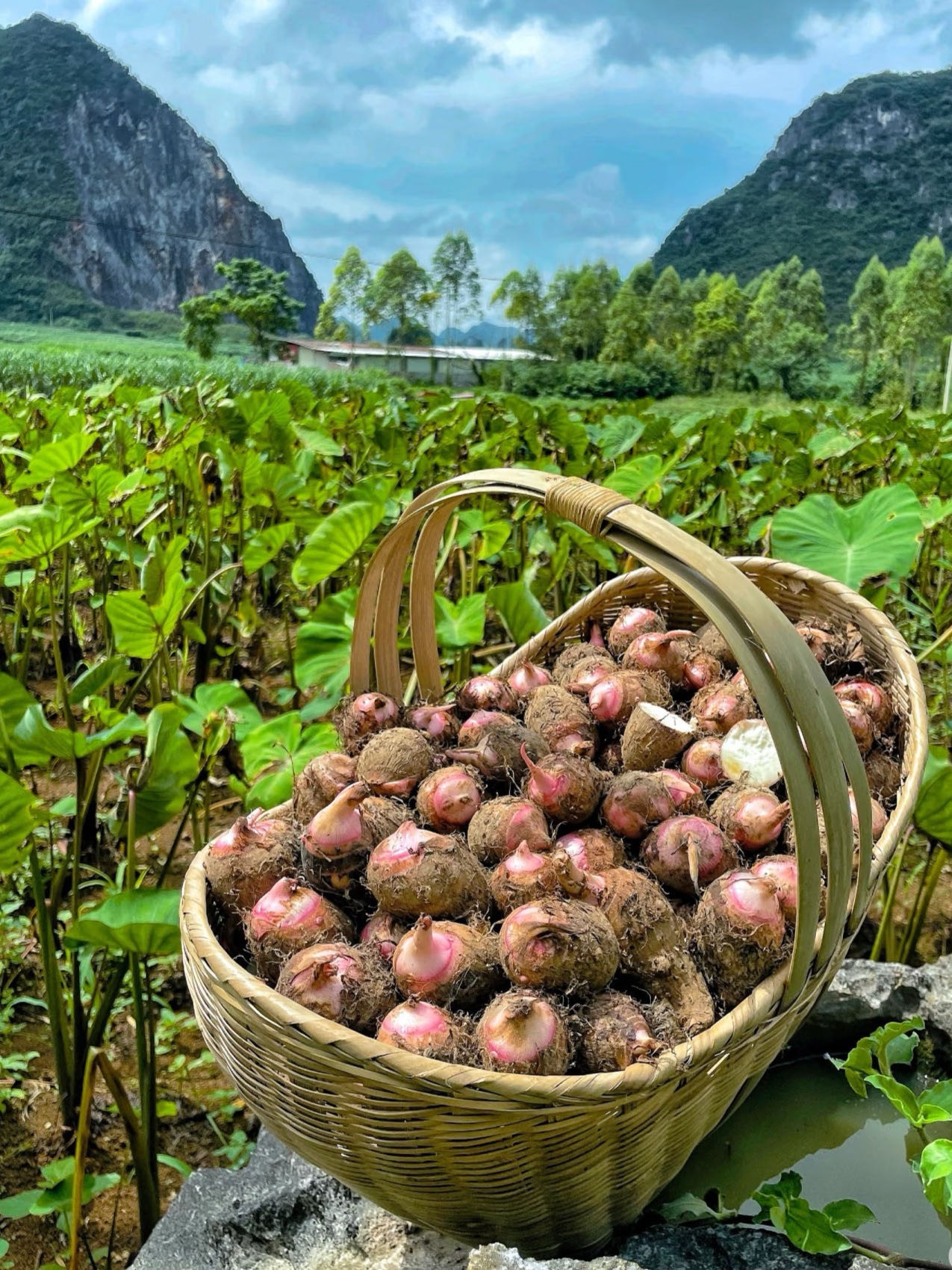 生态芋头5斤装自提