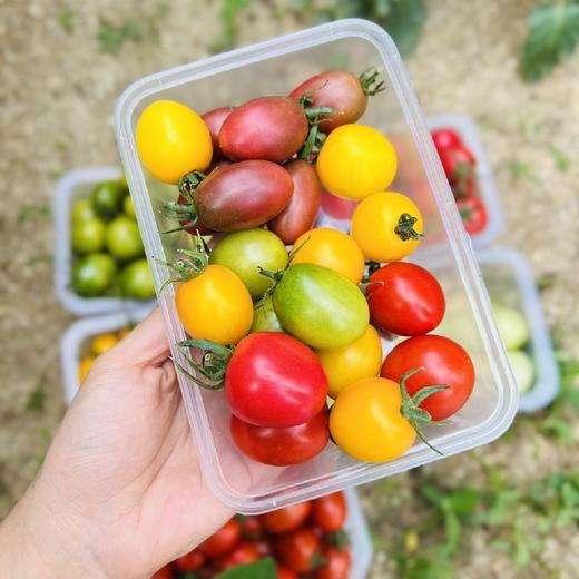 攀枝花露天不同口感小番茄 4盒*250g（尝鲜装盲盒版小番茄） 商品图1
