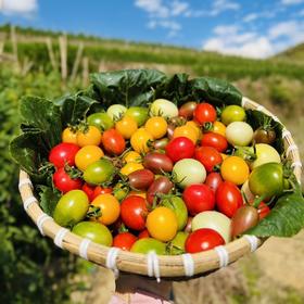 攀枝花露天不同口感小番茄 4盒*250g（尝鲜装盲盒版小番茄）