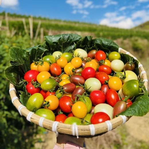 攀枝花露天不同口感小番茄 4盒*250g（尝鲜装盲盒版小番茄） 商品图0