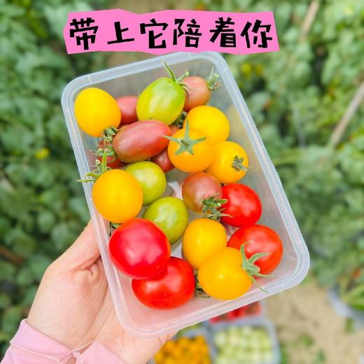 攀枝花露天不同口感小番茄 4盒*250g（尝鲜装盲盒版小番茄） 商品图6