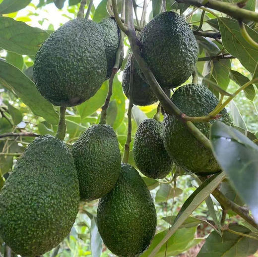 云南哈斯牛油果 新鲜采摘、成熟后香滑细腻 ，直接吃或制作各种风味的轻食碰撞无数组合，备受热爱生活健康饮食的朋友喜欢。 商品图11