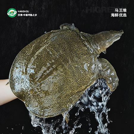 汉寿甲鱼【HXDY】 商品图1