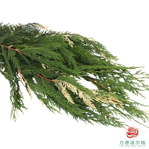 金线柏 商品图3