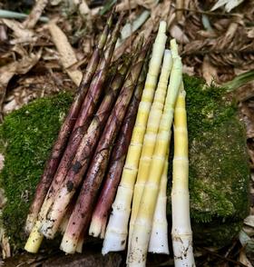 熊猫外卖到啦！熊猫笋上市啦，2斤装