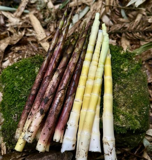 熊猫外卖到啦！熊猫笋上市啦，2斤装 商品图0