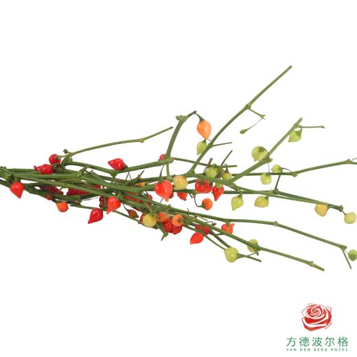 迷你辣椒 商品图2