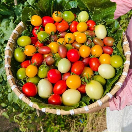 攀枝花露天不同口感小番茄 4盒*250g（尝鲜装盲盒版小番茄） 商品图2