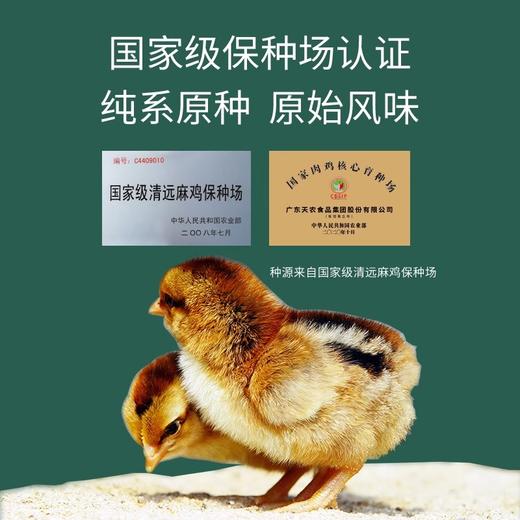 天农跑山鸡 正宗清远鸡 源头正品700g/只*2 商品图3