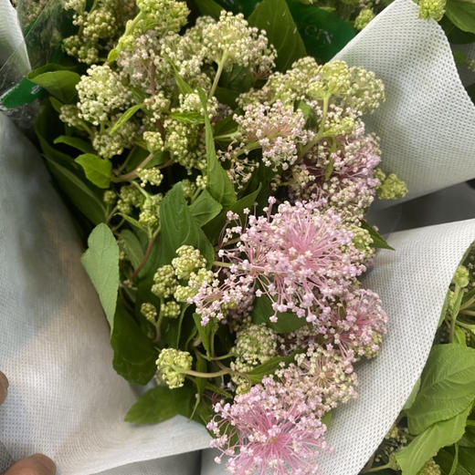 配花-美洲茶 商品图0