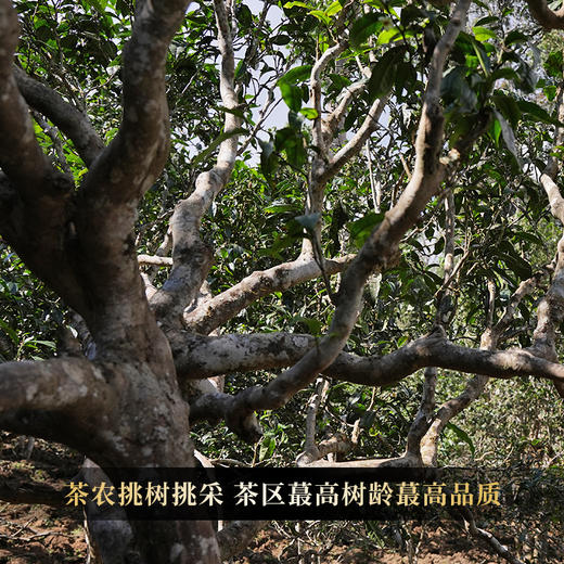 10月18日中午12点【茶农自存老班章】2016年老班章原料来源：7号茶农黄自美自存大古树原料，茶区最高树龄最高品质茶王老班章，357克/饼，5饼送1饼 商品图1