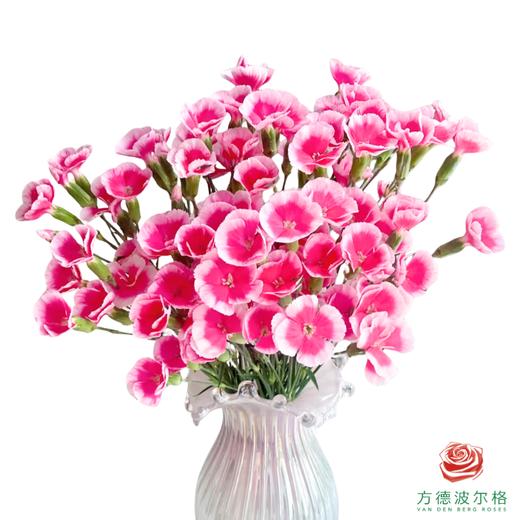 多头康乃馨-花葵 10枝一扎 商品图0