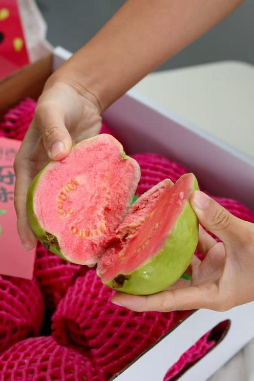 【会员21.5/斤】脆吉吉福建奶油草莓红心芭乐 商品图3