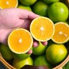 云南当季农家新鲜薄皮冰糖橙 商品缩略图1