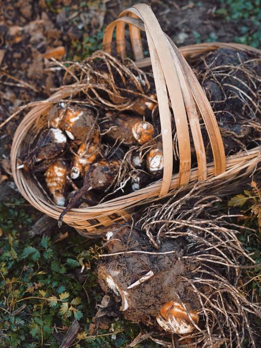 生态芋头5斤装自提 商品图2