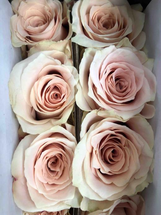 玫瑰·流沙 商品图0