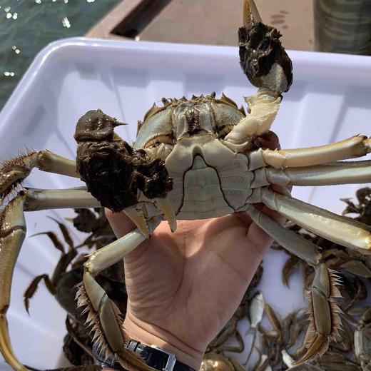 阳澄湖大闸蟹（688型/888型/1088型/1368型需要蟹卡可备注） 商品图6