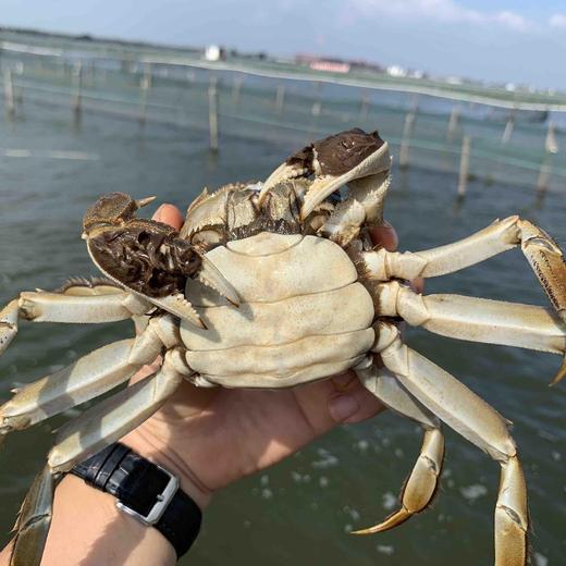 阳澄湖大闸蟹（688型/888型/1088型/1368型需要蟹卡可备注） 商品图5