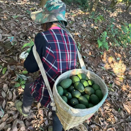 云南哈斯牛油果 新鲜采摘、成熟后香滑细腻 ，直接吃或制作各种风味的轻食碰撞无数组合，备受热爱生活健康饮食的朋友喜欢。 商品图6