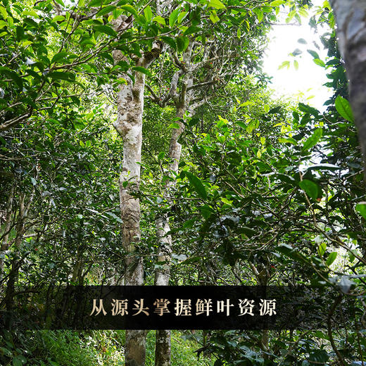 12月13日上午9点【积分兑换价：198元+100积分】【曼松熟茶】2013年头春曼松王子山古树普洱熟茶饼 献给追求高端熟茶茶友的豪礼！ 357克/饼 商品图8