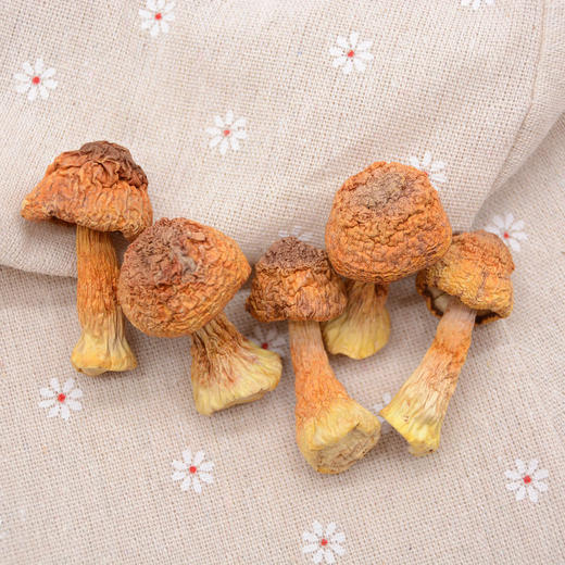 四川特产蜀道山珍姬松茸250g罐装 商品图3