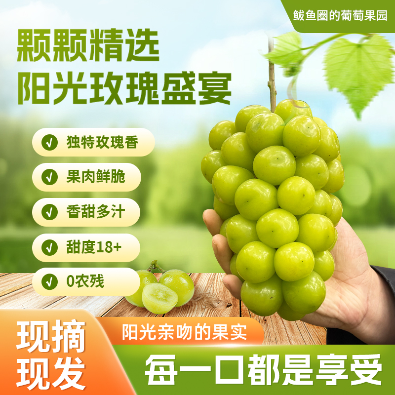 【顺丰快递】辽营黄金产地阳光玫瑰 粒大脆甜  甜度18+ 满口玫瑰香 满口浓郁玫瑰香 - ABYQ