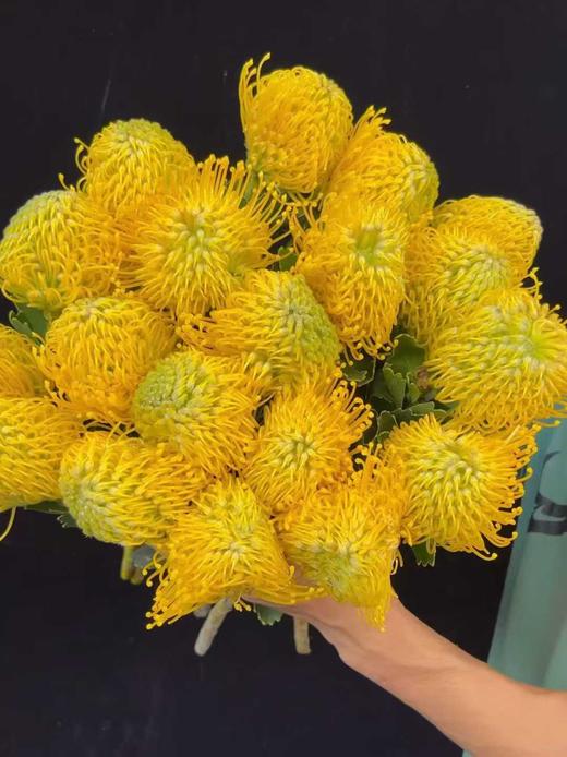 南非进口针垫花烟花菊 商品图11