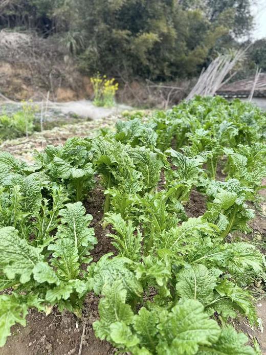 高山0农药蔬菜盲盒 商品图9