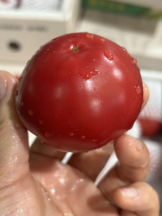野番茄🍅味道浓郁鲜甜 回味超好！有机种植！有机水肥，做到0激素0残留，好吃更健康～ 商品图3