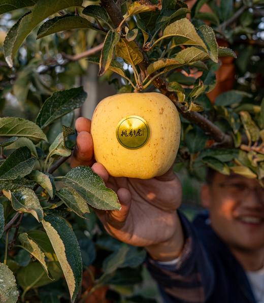 现摘现发【黄金维纳斯苹果】 原生态不打蜡，脆甜多汁，自带苹果香气 商品图7